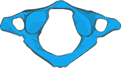 Dessin de l'atlas, première vertèbre cervicale, C1. L'atlas est la clé de voûte du corps.