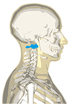 Profil et positionnement de l'atlas en première position des vertèbres cervicales, C1.
